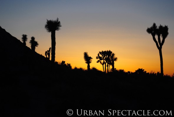 Joshua Tree